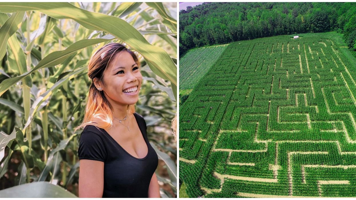 Un labyrinthe dans un champ de maïs au Verger Labonté près de Montréal ouvre cette semaine