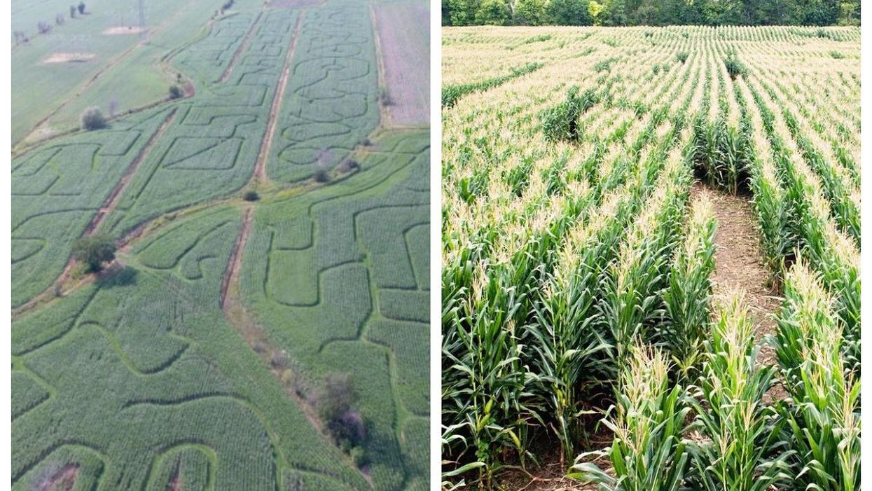 Un labyrinthe de maïs ouvre sur la Rive-Sud de Montréal en août