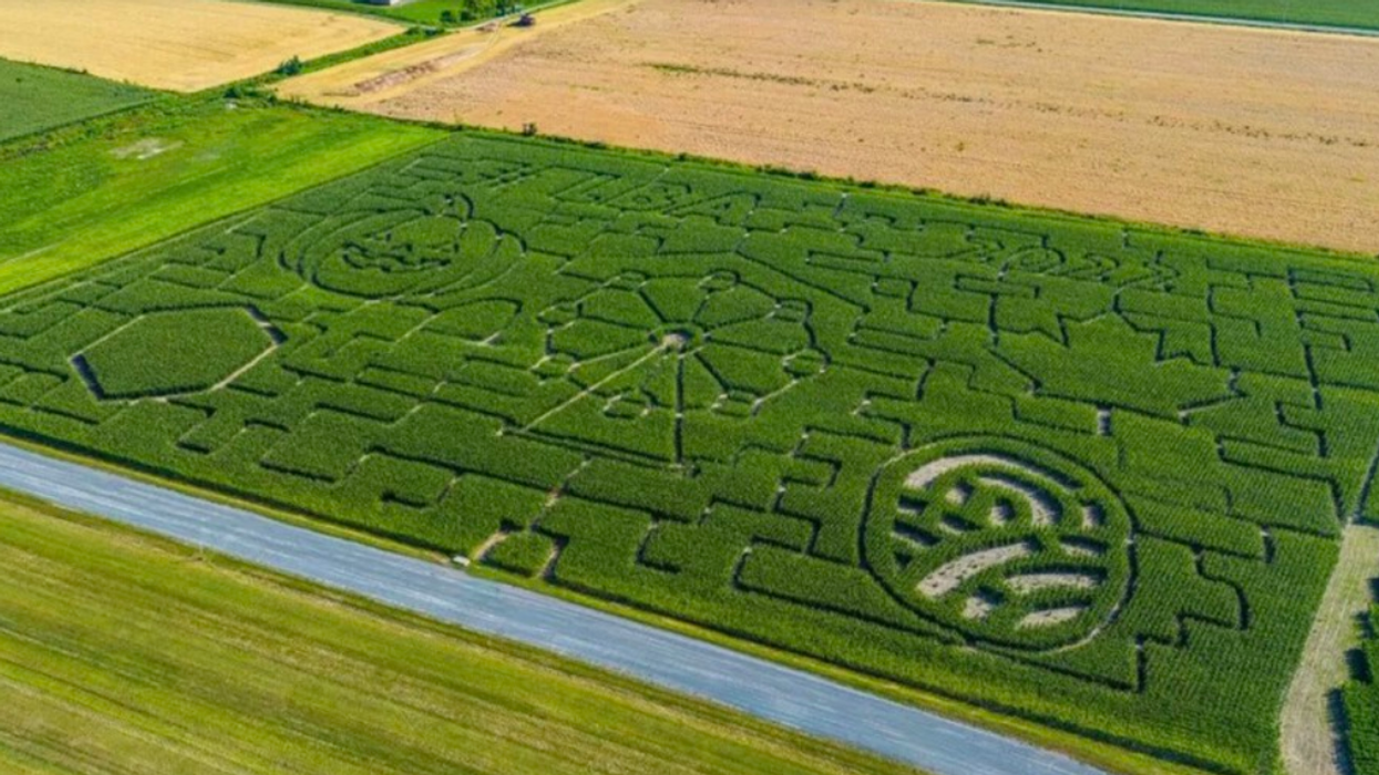 Un labyrinthe de maïs.