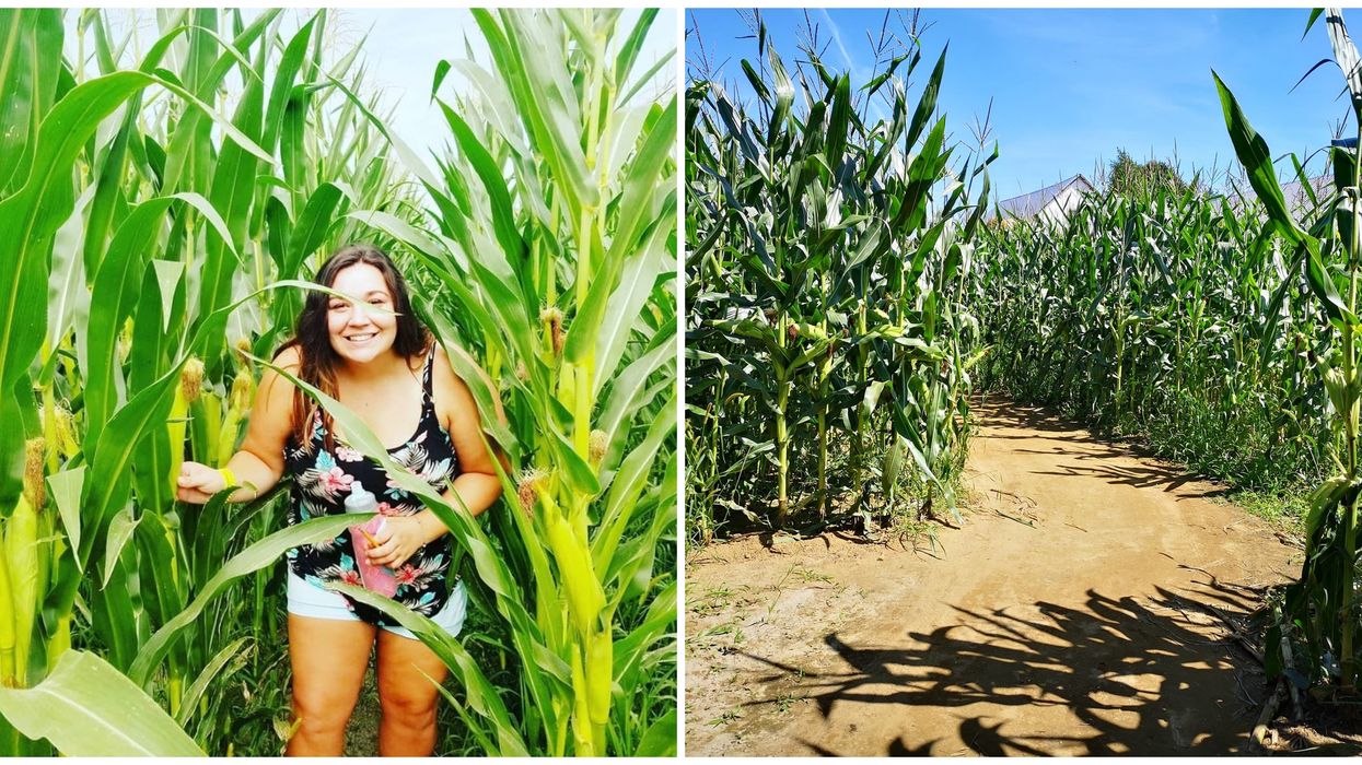 Un labyrinthe géant dans un champ de blé d'inde à Rawdon cet été