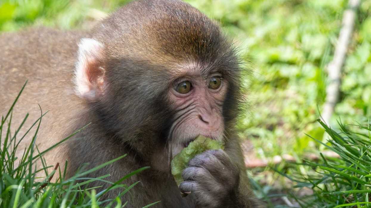 Un macaque japonais.