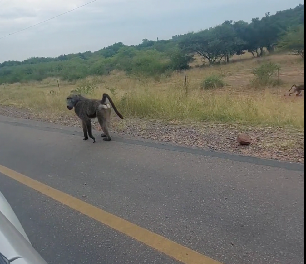 Un mandrill sur l'autoroute A1 entre Gaborone et Lobatse, Botswana.