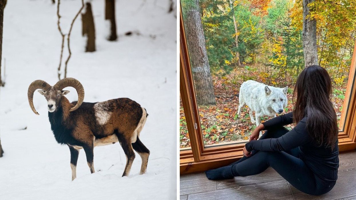 Un mouflon de corse dans une foret enneigée. Droite : Une personne regardant un loup par la fenêtre d'un chalet du Parc Omega.