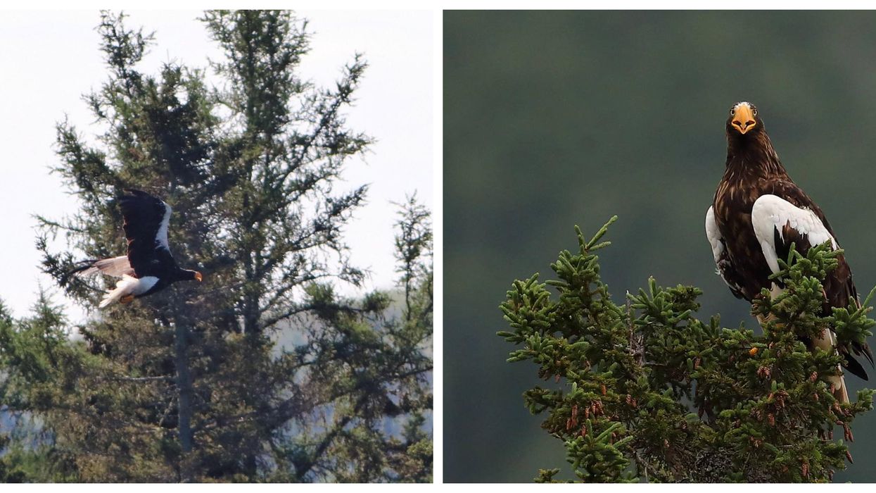 Un oiseau rare visite la Gaspésie et c'est une première au pays