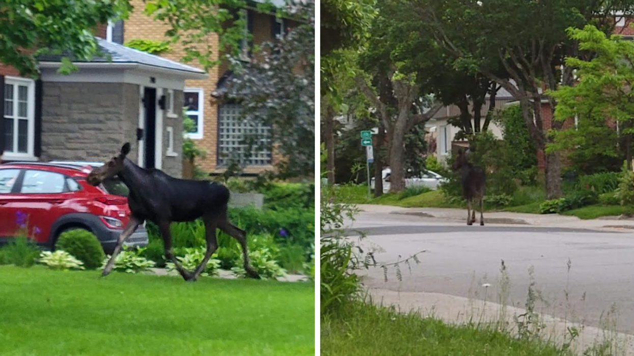 Un orignal à Québec.