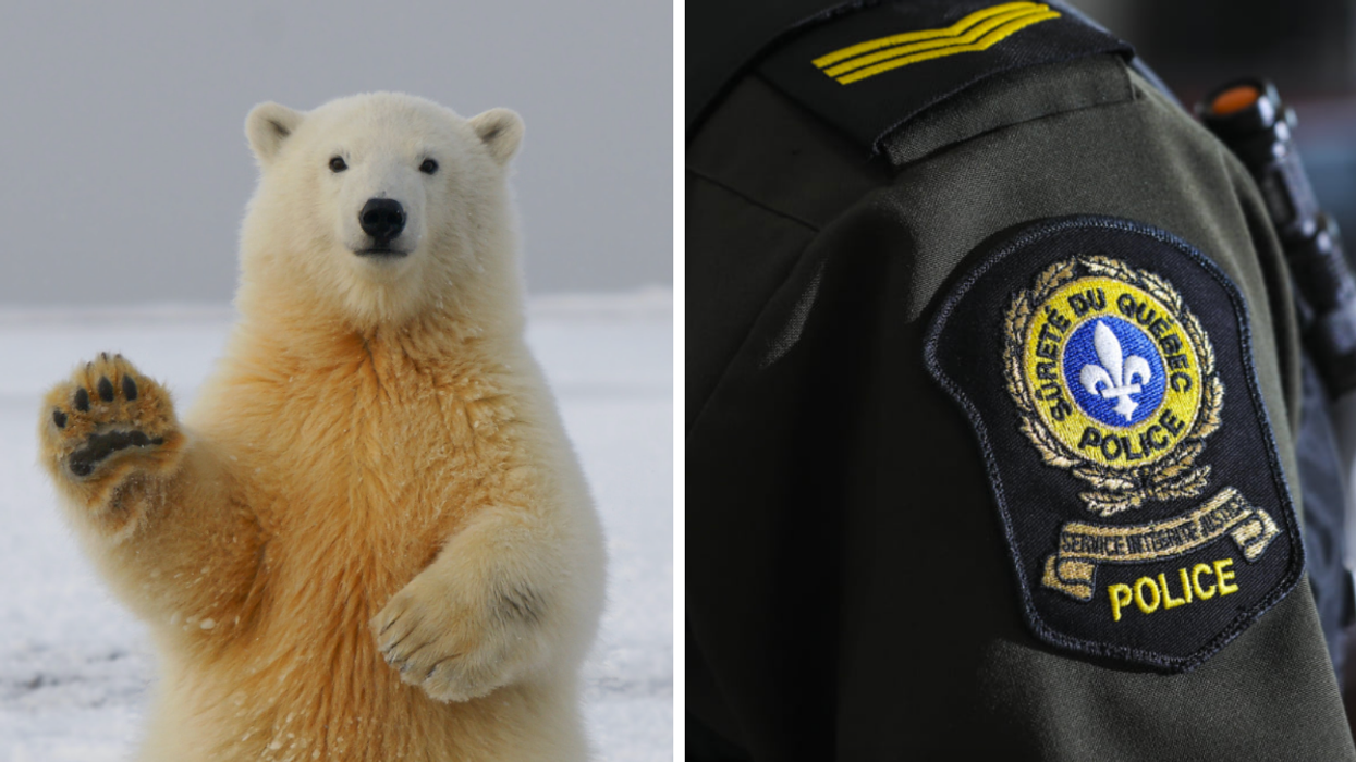Un ours polaire. Droite : La Sûreté du Québec.