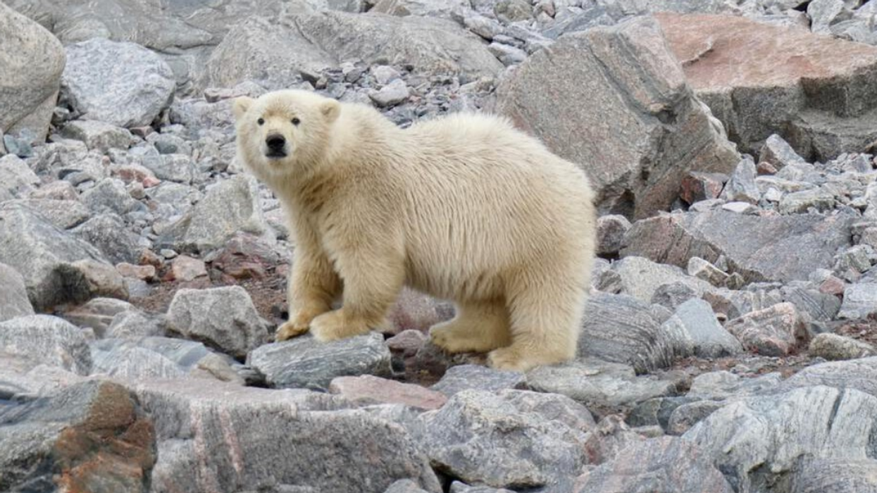 Un ours polaire.