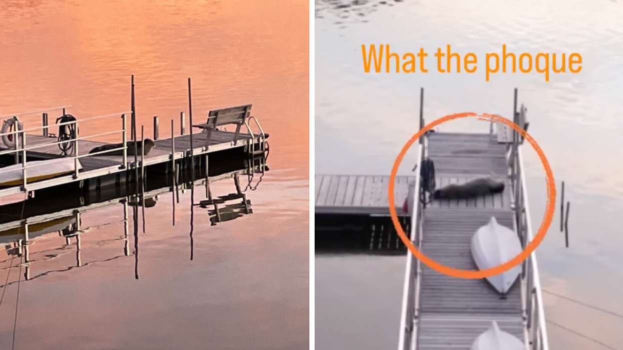 Un phoque au bord de l'eau à Repentigny.