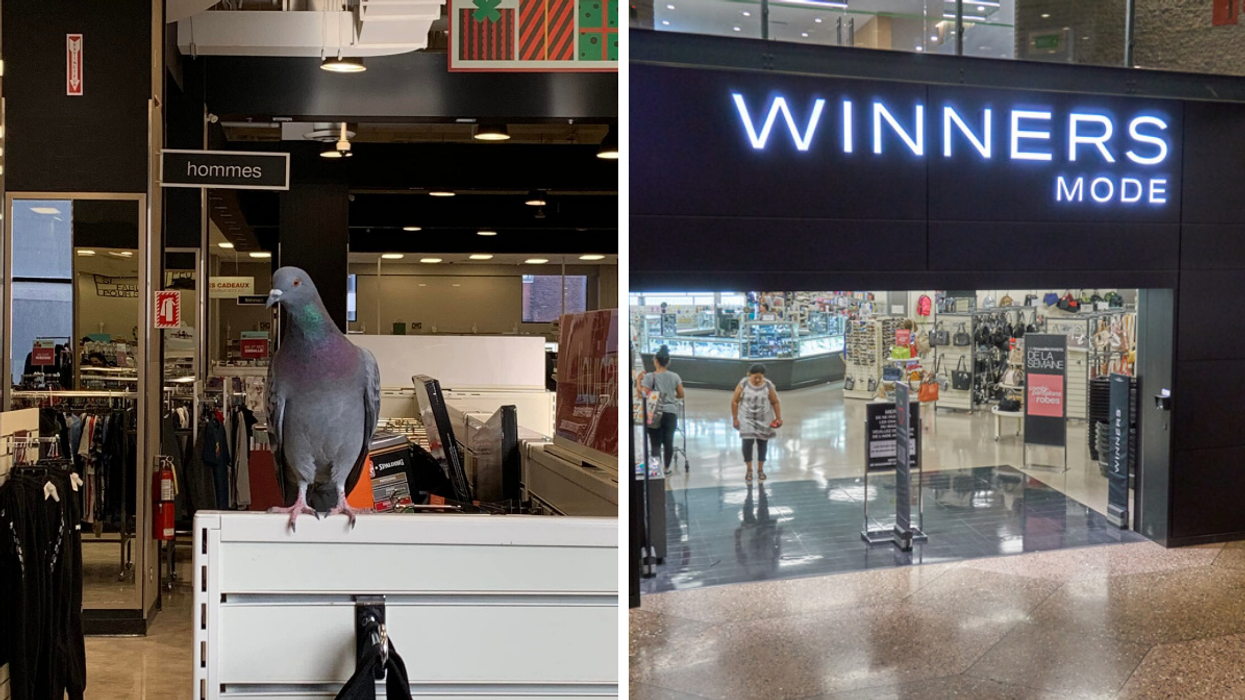 Un pigeon aperçu en train de magasiner au Winners à Montréal (VIDÉO)
