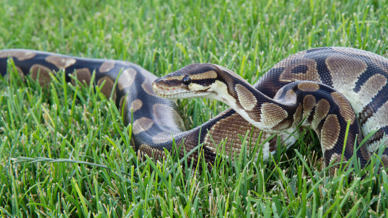 Un python.