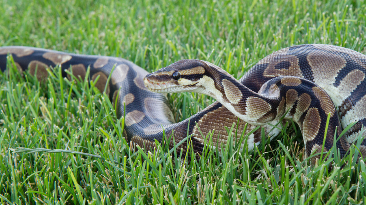 Un python.