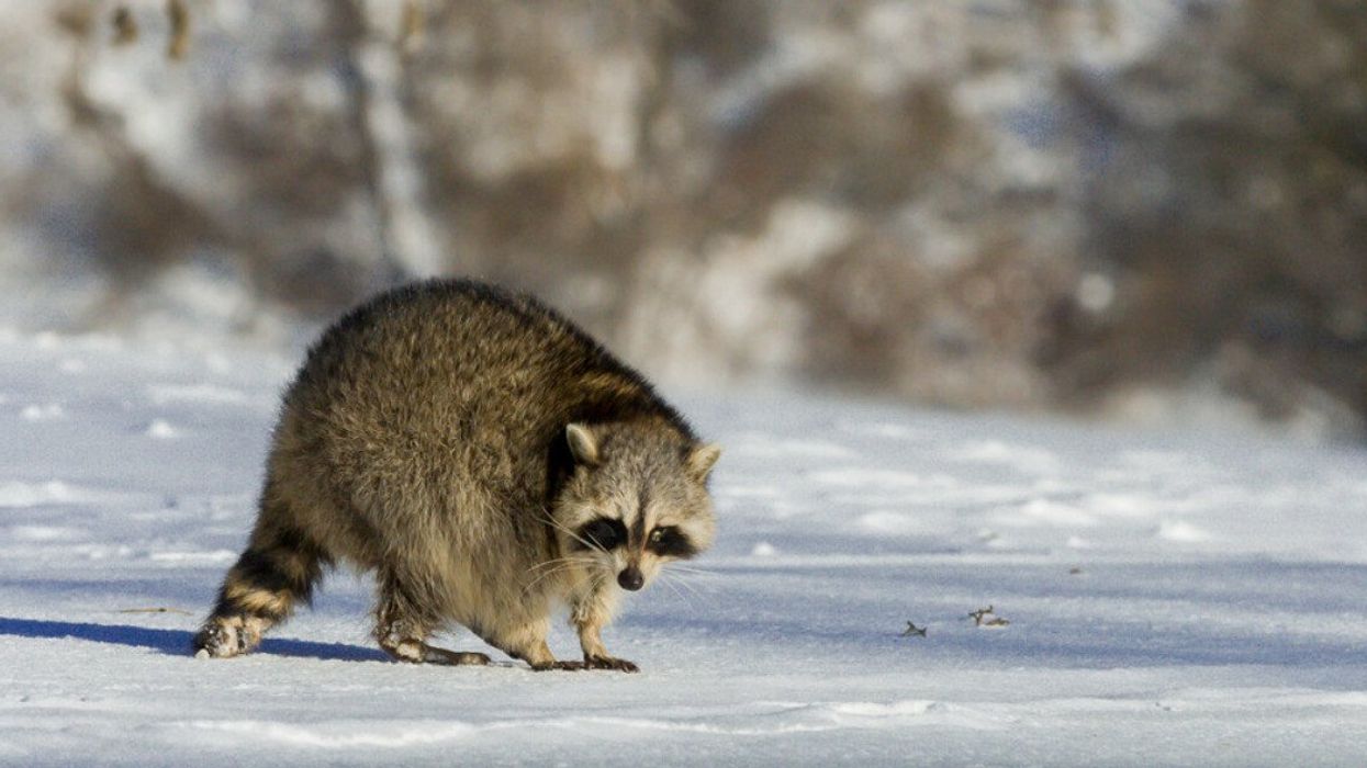 Un raton laveur dans la neige.