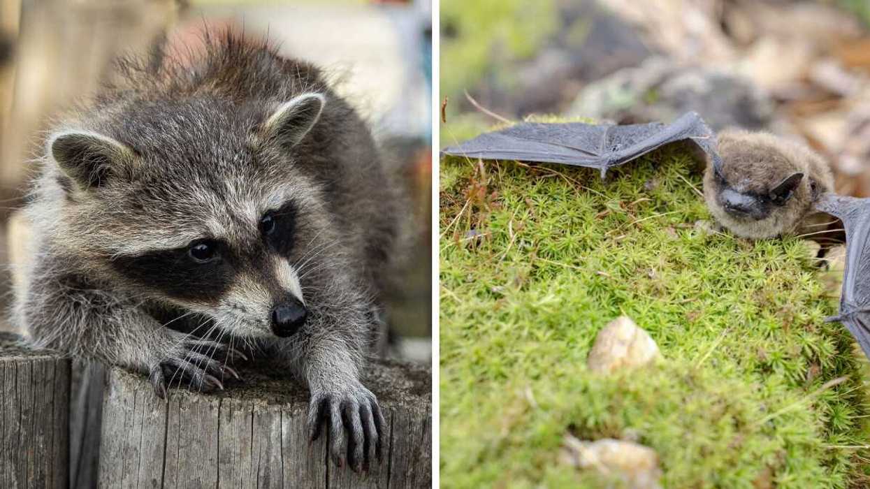 Un raton-laveur. Droite : Une chauve-souris.