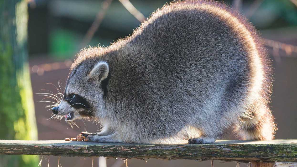 Un raton laveur sur une branche.