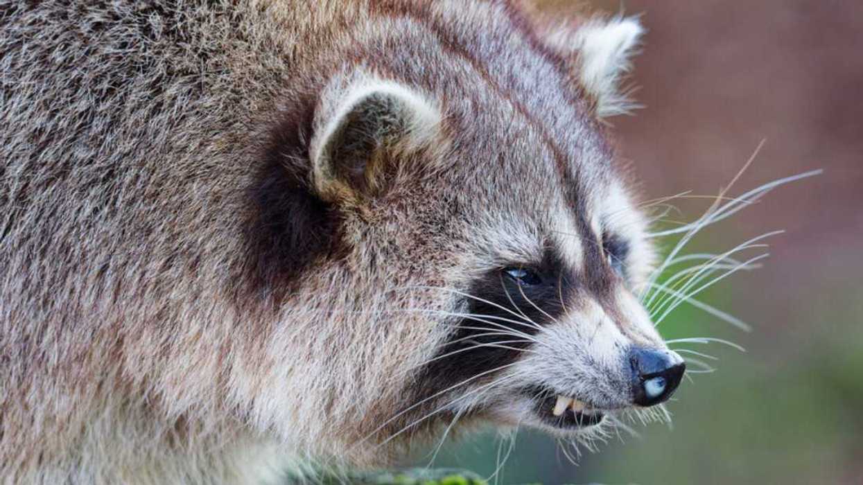 Un raton laveur.