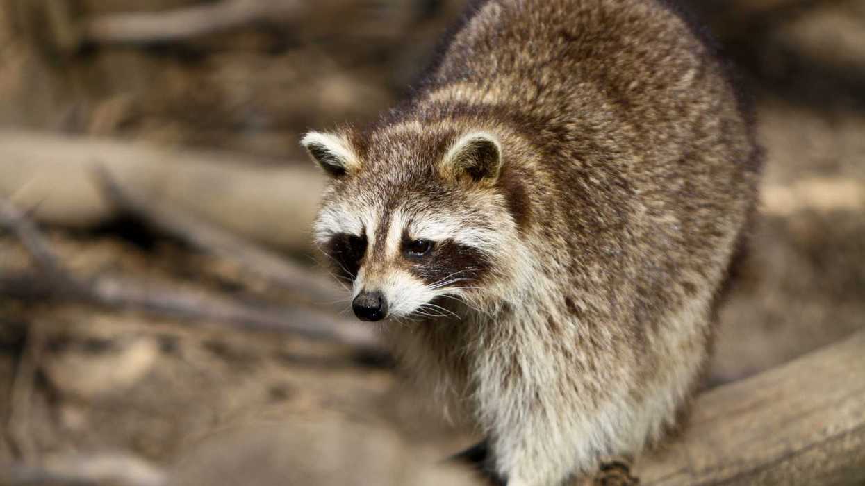 Un raton laveur.
