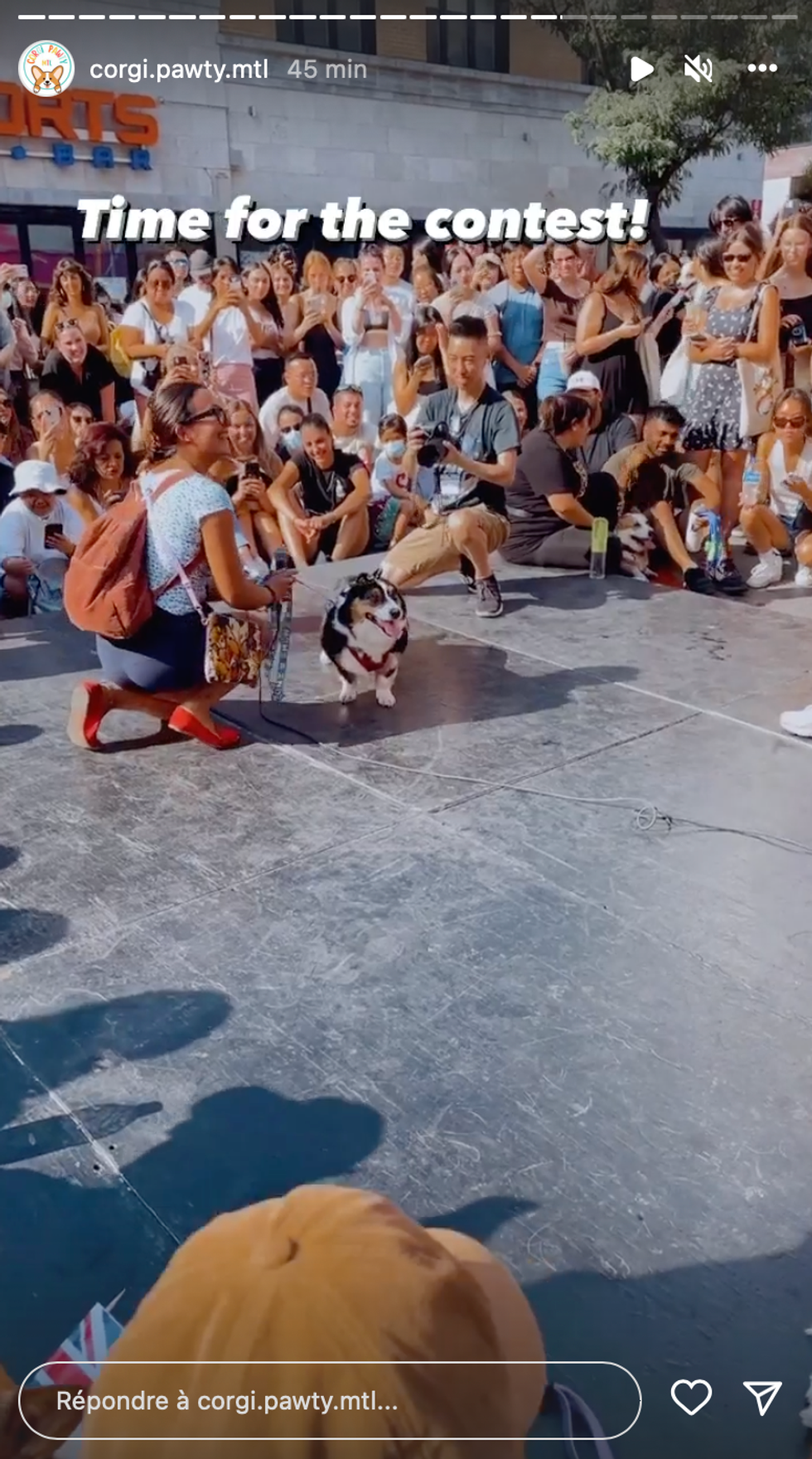 Un regroupement durant la parade de corgis.