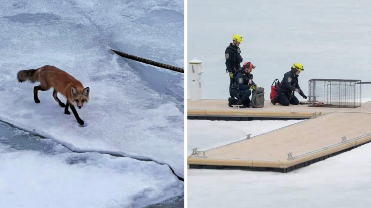 Un renard au Vieux-Port. Droite : Sauvetage Animal Rescue en opération.