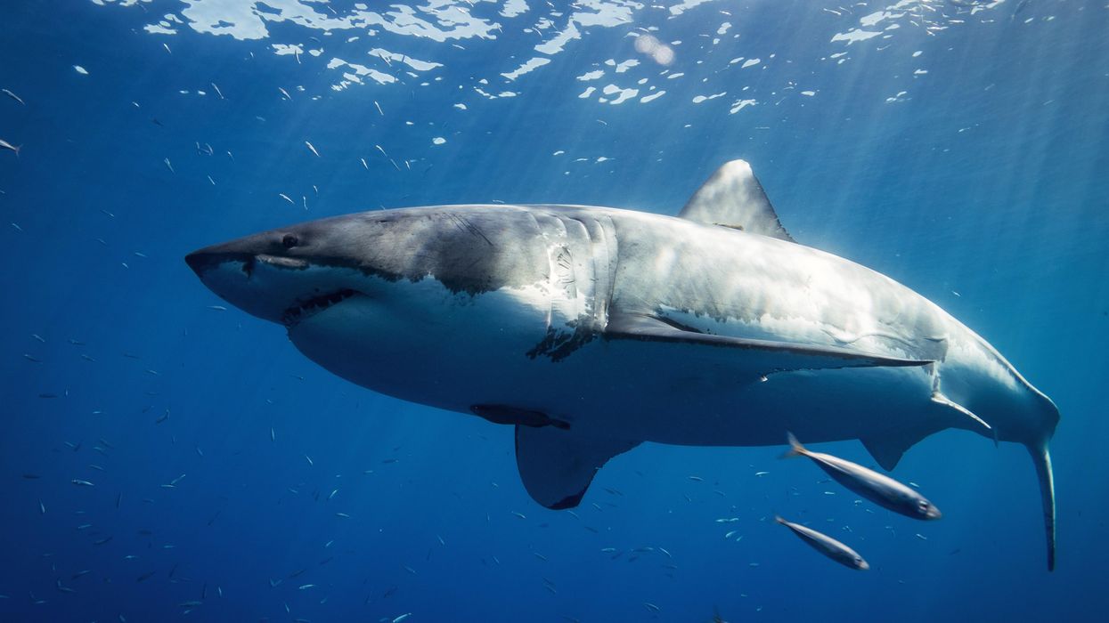 Un requin blanc repéré au large des côtes de la Nouvelle-Écosse
