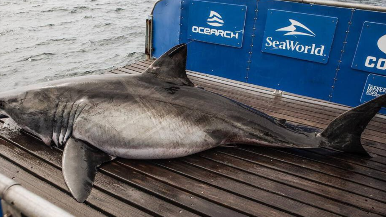 Un requin blanc suivi par Ocearch.