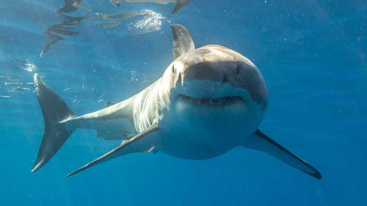 Un requin blanc.