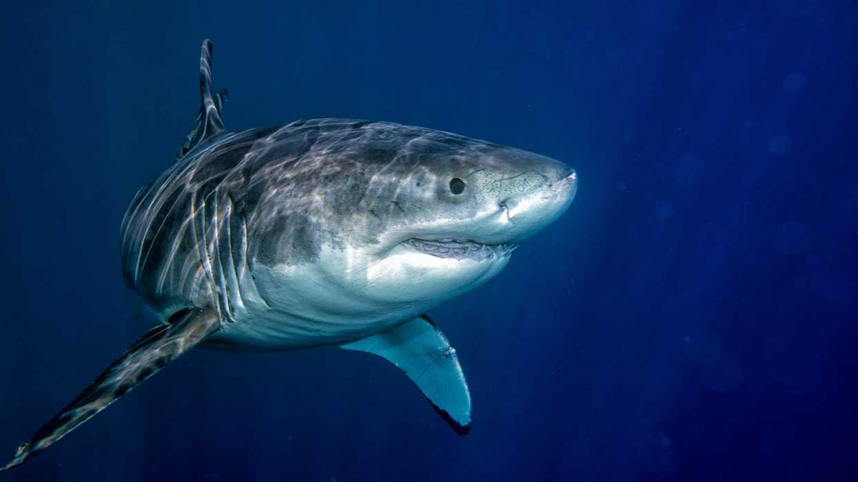 Un requin blanc.