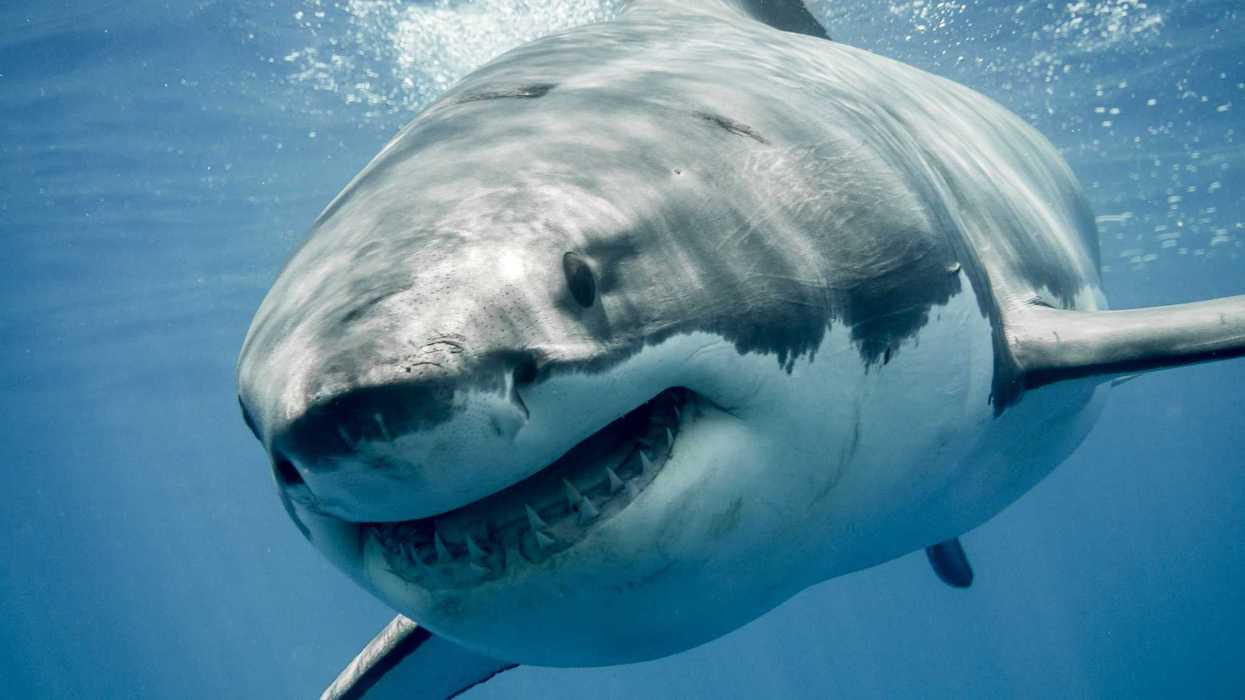 Un requin blanc.