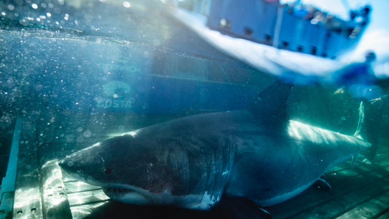 Un requin blanc.