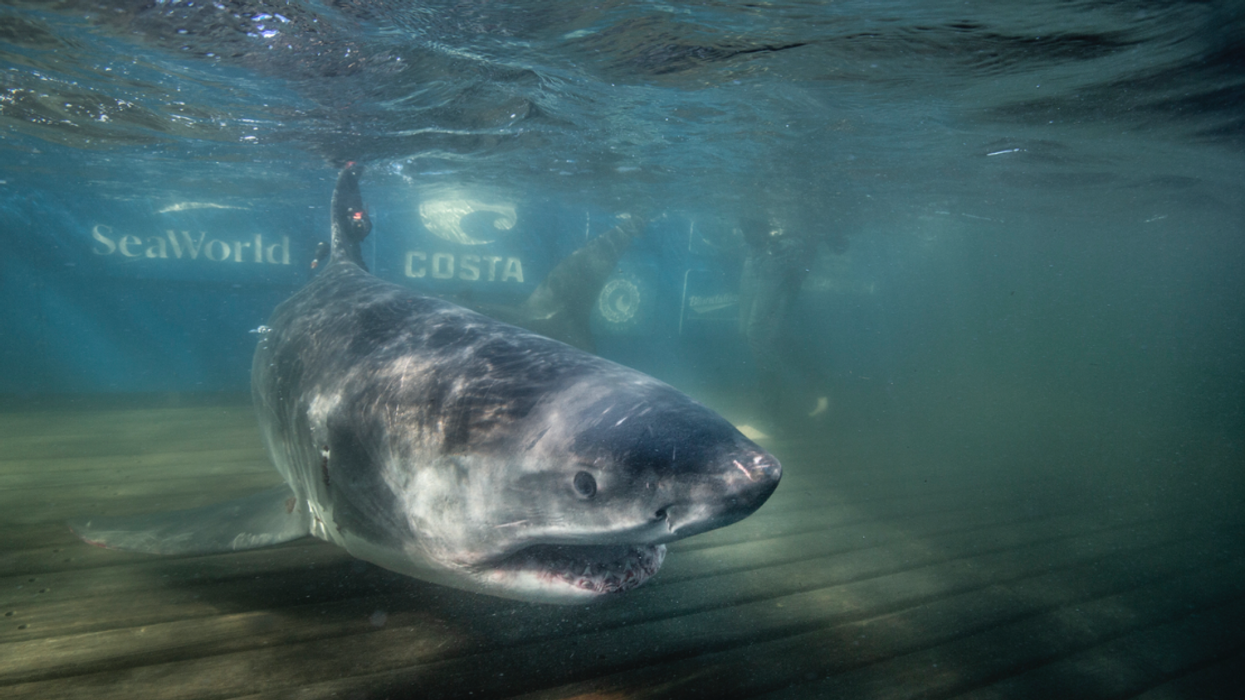 Un requin blanc.