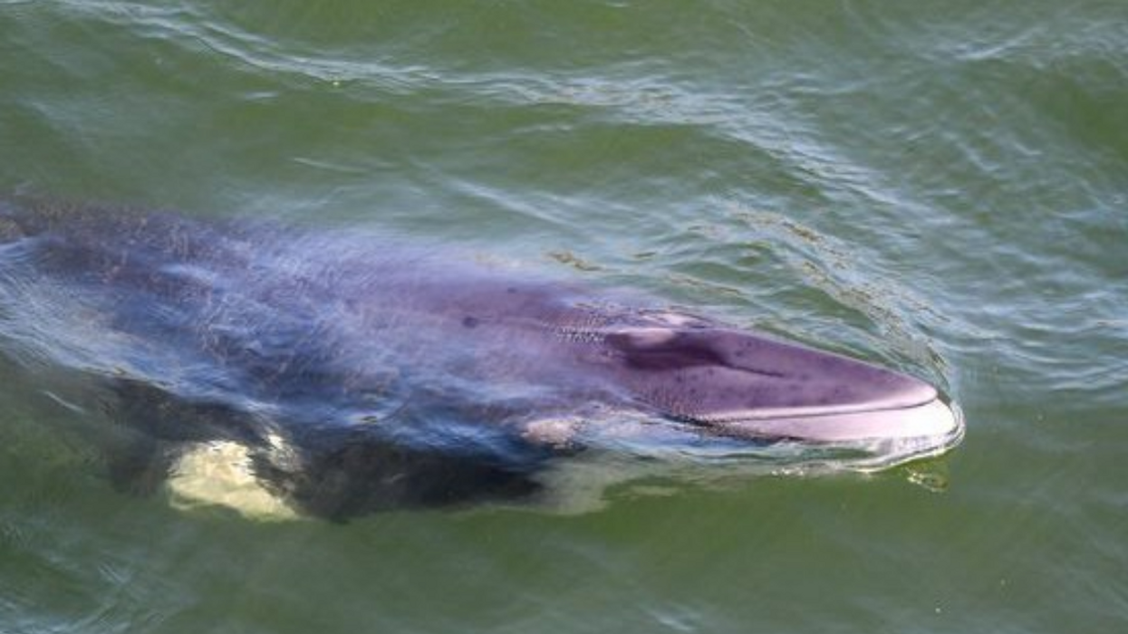 Un rorqual dans le fleuve Saint-Laurent à Montréal.