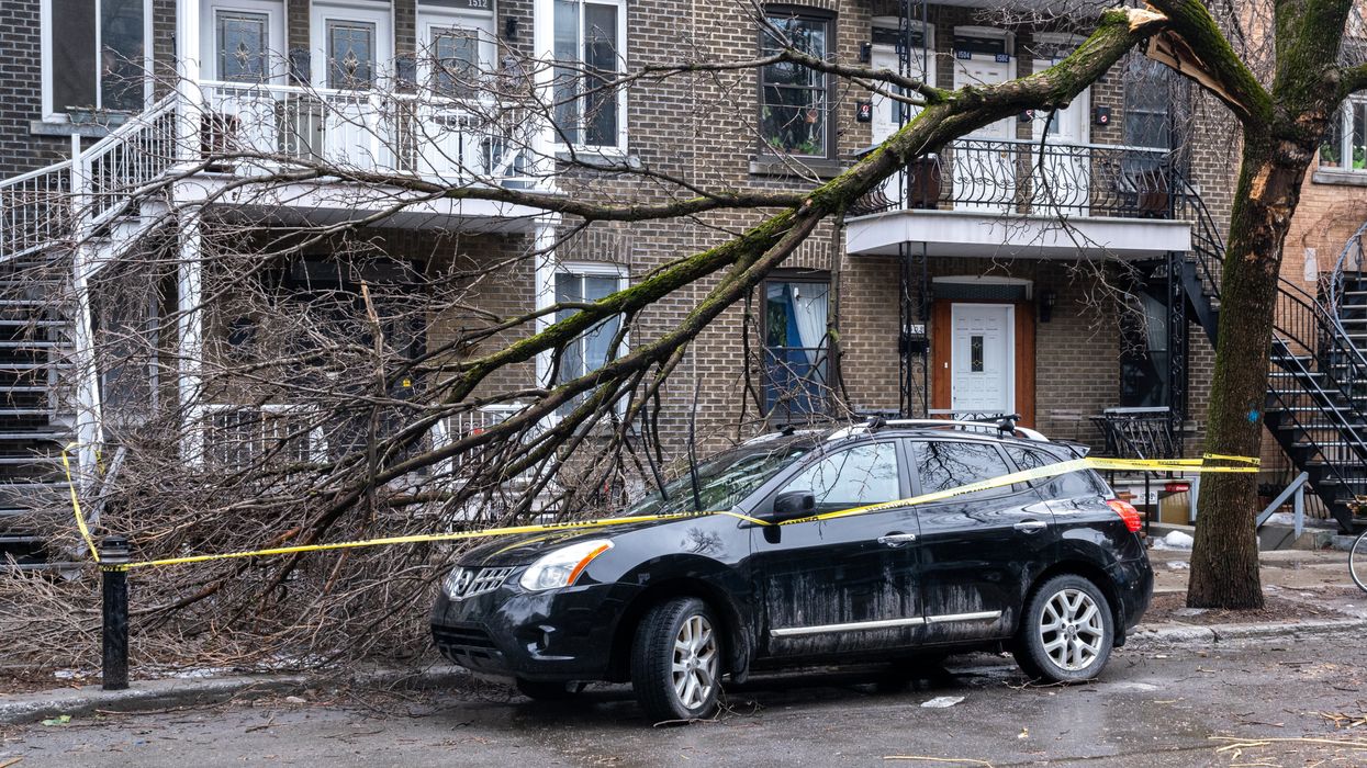 Un voiture sous un arbre.