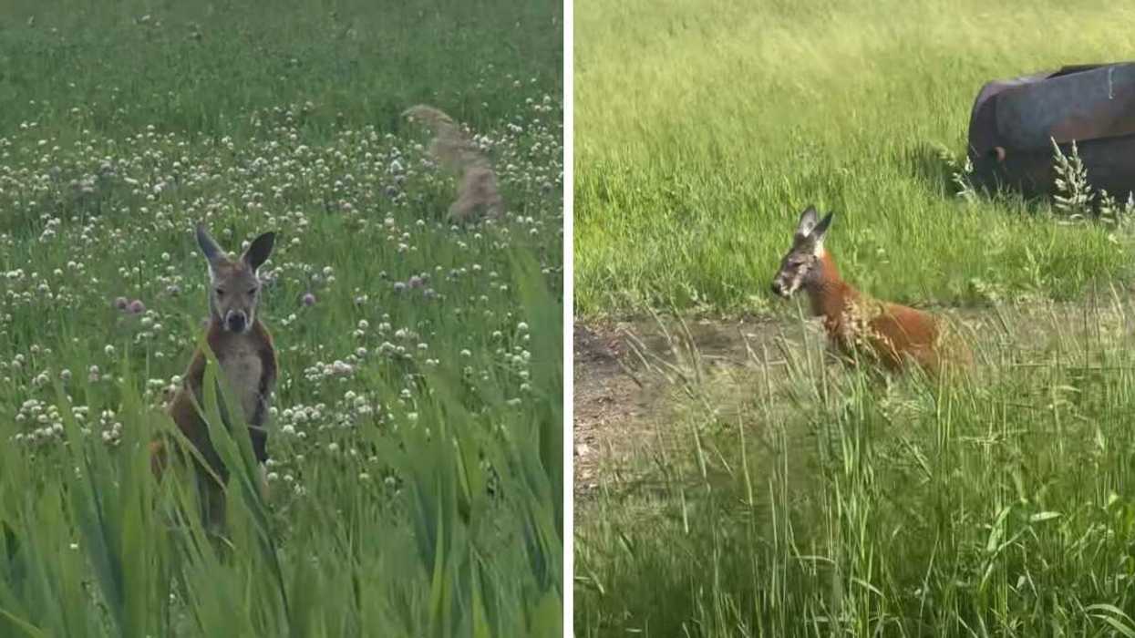 Un wallaby dans un champ à Boucherville.