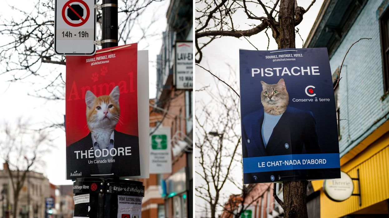 Une affiche électorale féline. À droite : une affiche électorale féline.