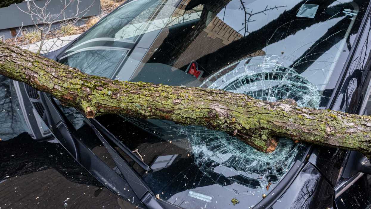 Une branche sur une voiture.