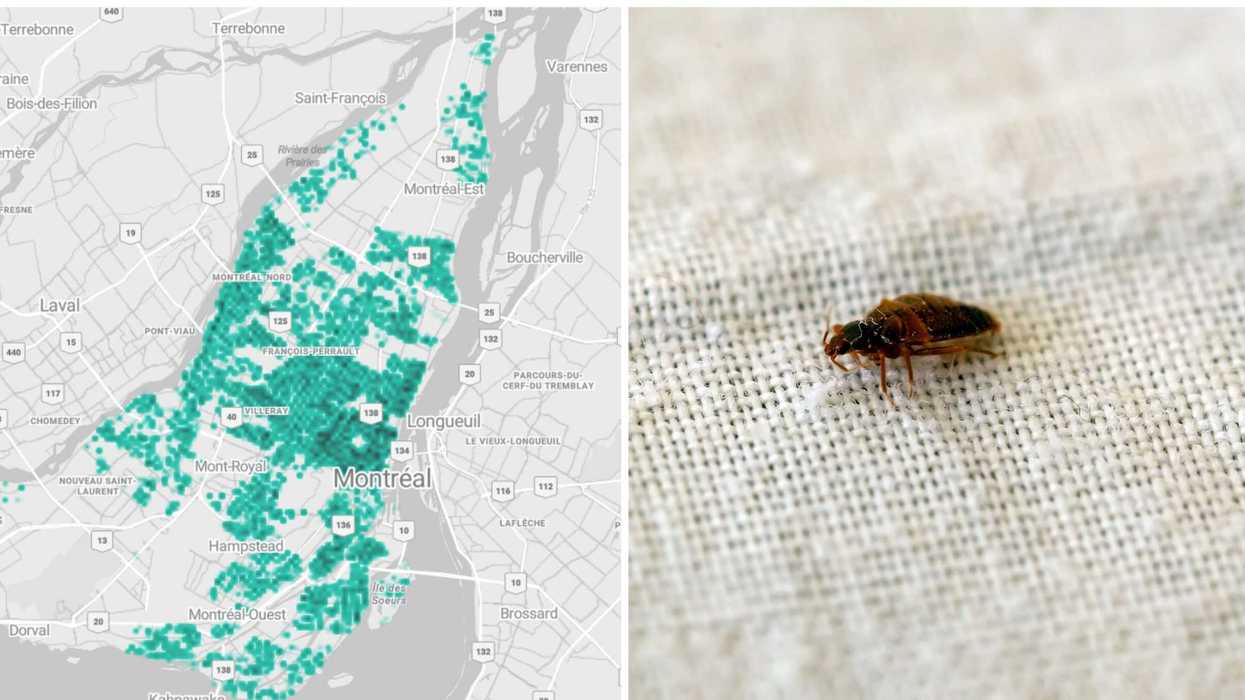 Une carte de Montréal. Droite : une punaise de lit.