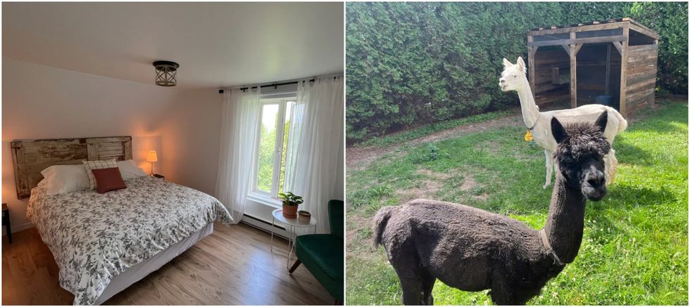 Une chambre avec un grand lit, une fen\u00eatre et une chaise verte dans un gite. Droite : Une alpaga noir et un alpaga blanc dans une cour.