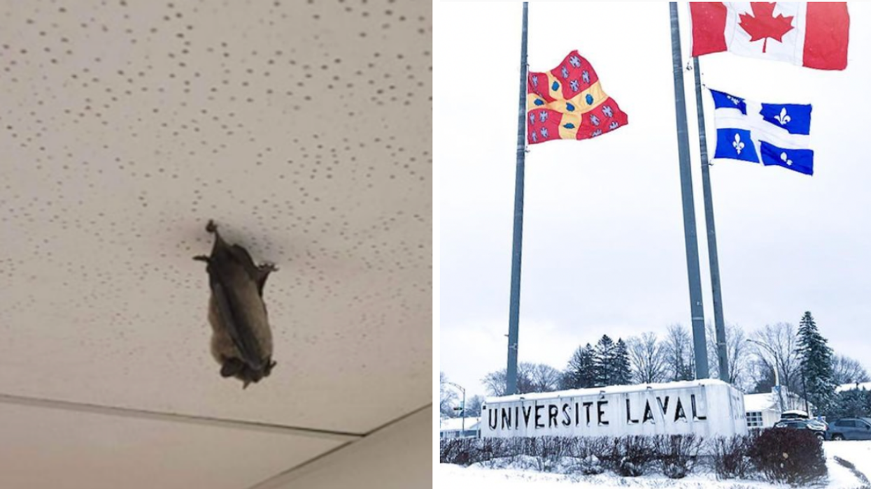 Une chauve-souris. Droite : Université Laval.