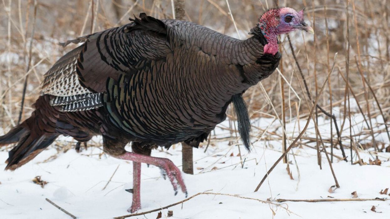 Une dinde sauvage en hiver.