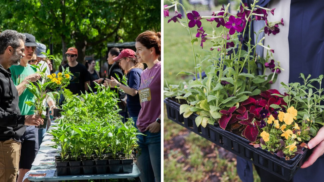 Une distribution de plante au sud-ouest de Montréal. Droite : Une personne qui tient un bac de plantes et de fleurs.
