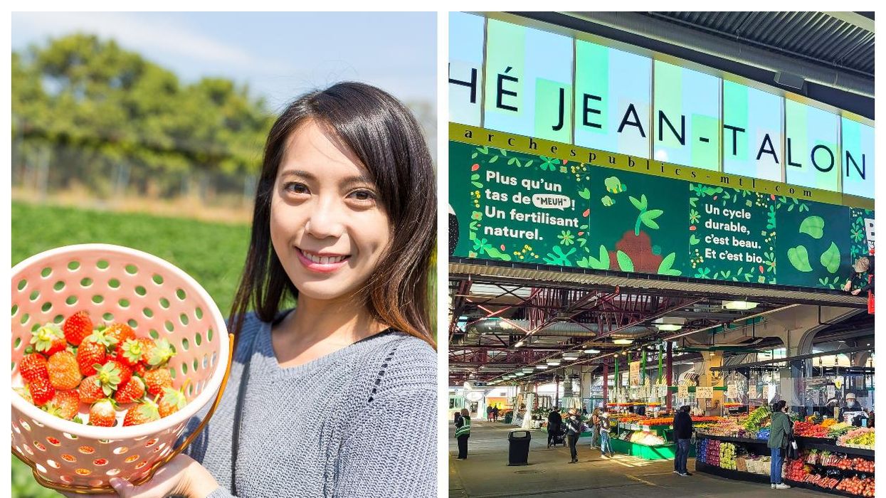 Une distribution de plants de fraises a lieu à Montréal pendant 2 jours