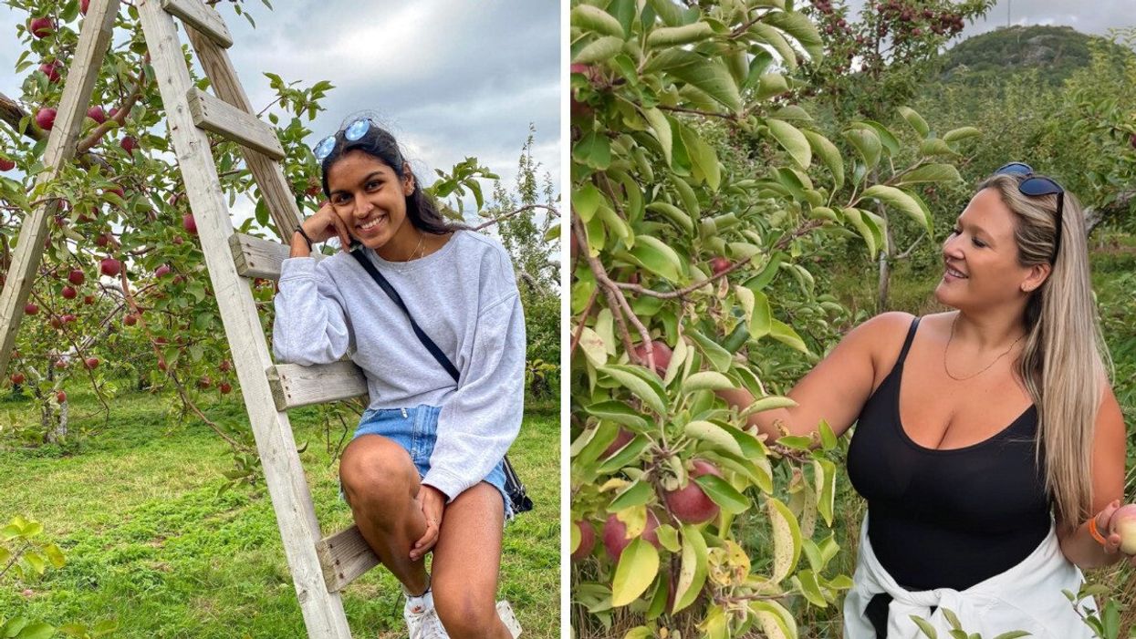 Une femme dans une échelle au Vergers Petit et fils. Droite: Izabelle qui cueille une pomme au Vergers & Cidrerie Denis Charbonneau.