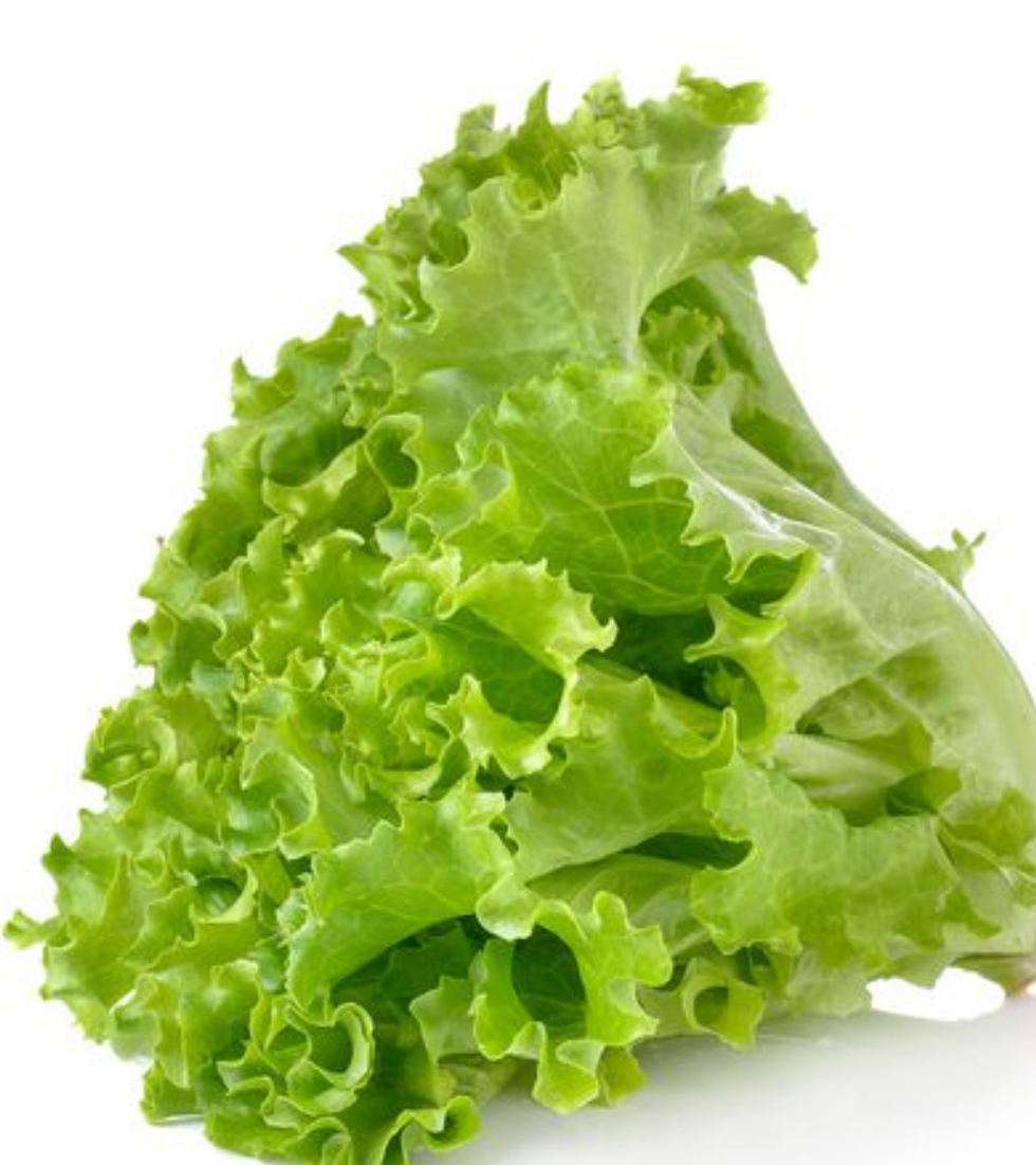 Une laitue feuilles vertes.