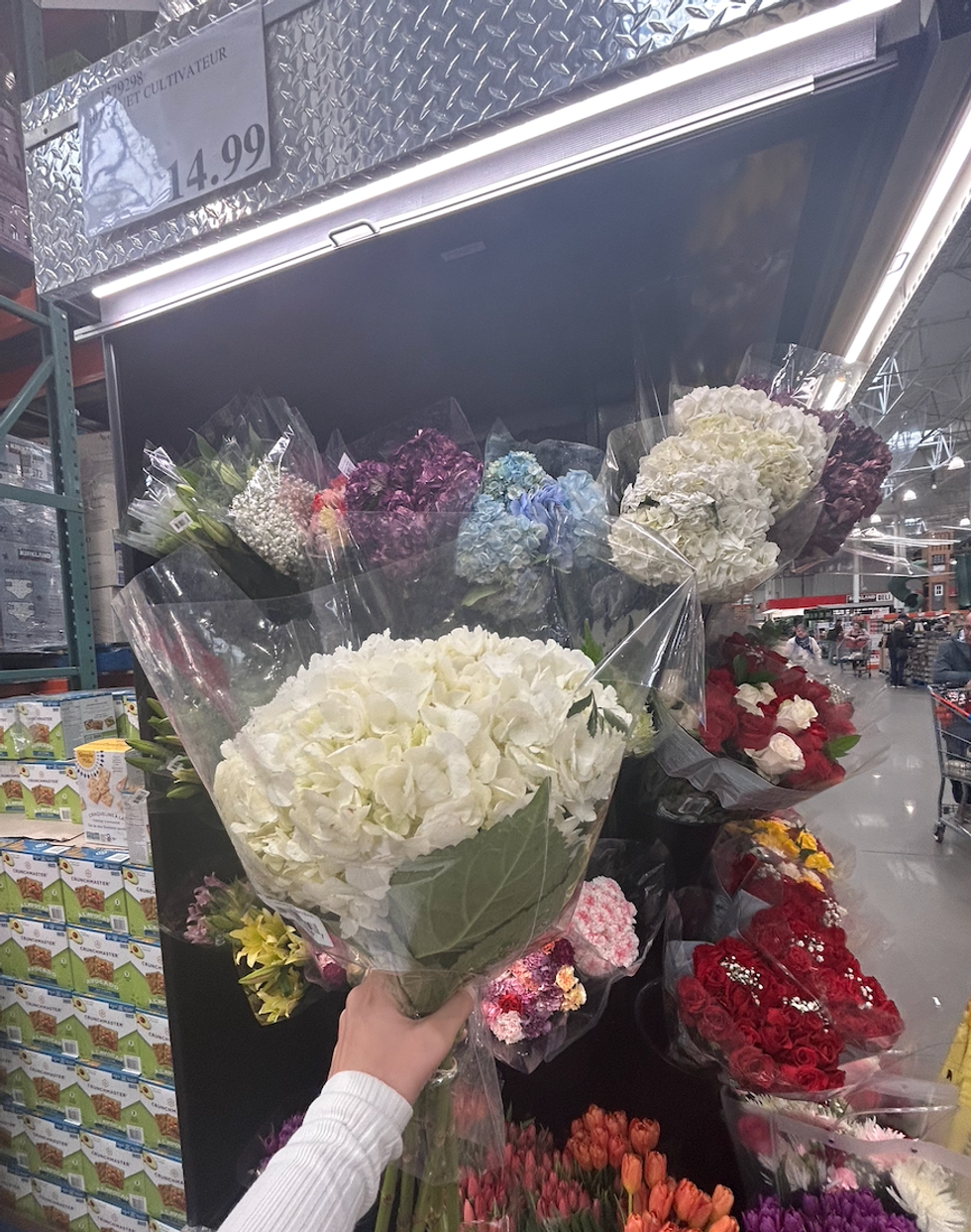 Une main tenant un bouquet d'hydrang\u00e9es blanche au Costco.