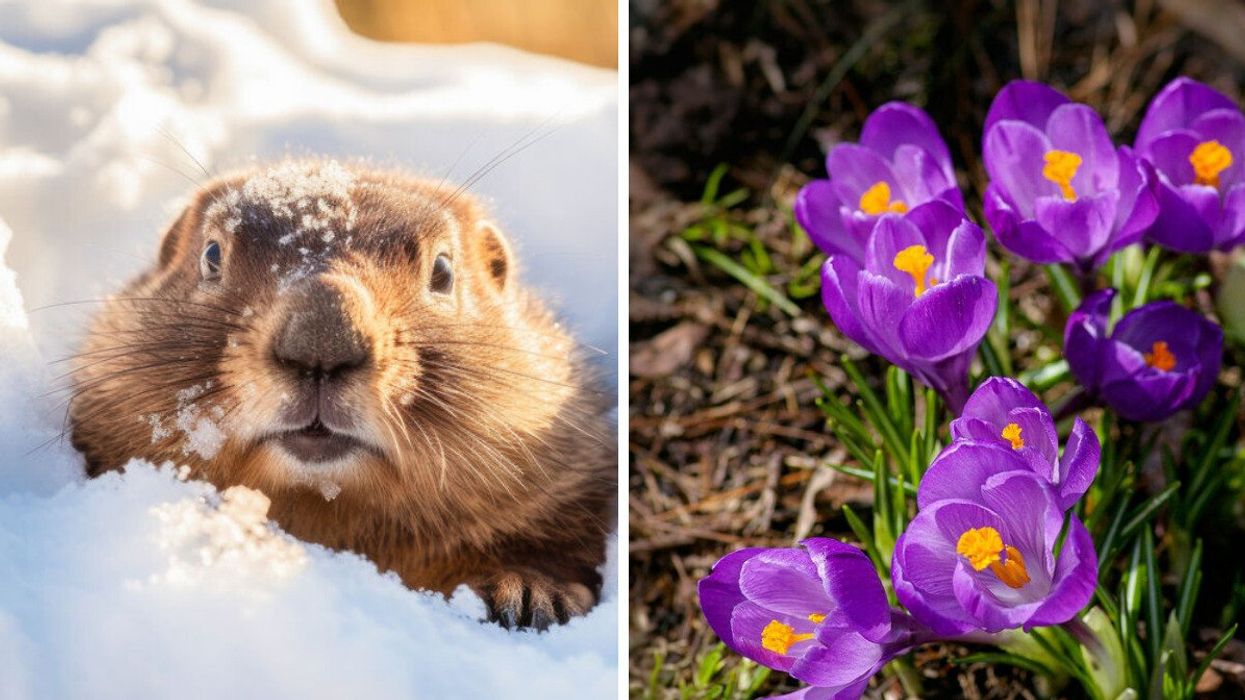 Une marmotte dans la neige. Droite : Des tulipes dans un jardin.