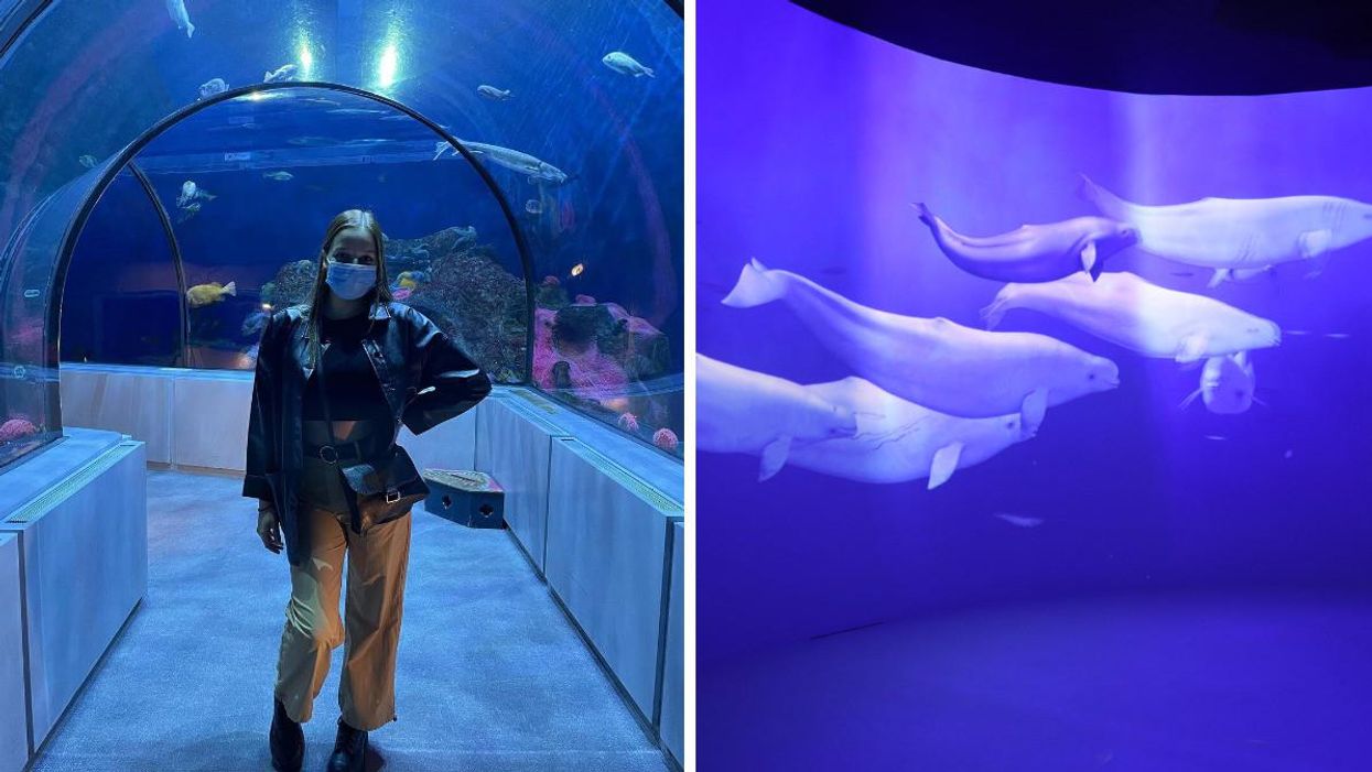 Une nouvelle expérience immersive ouvre à l'Aquarium du Québec et c'est la «date» parfaite