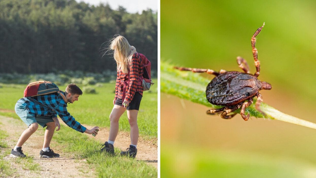 Une personne asperge un produit sur la jambe d'une autre personne en nature. Droite : Une tique sur une branche d'arbre.