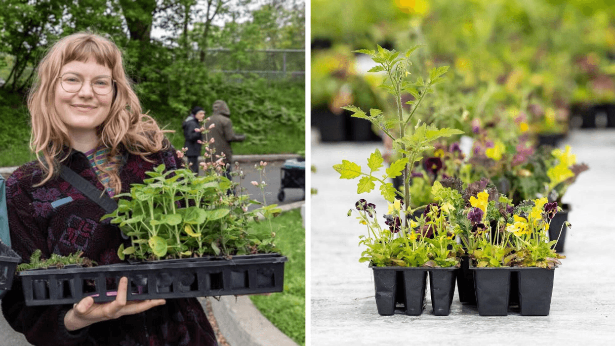 Une personne avec des plantes dans les bras. Droite : Des plantes à donner.