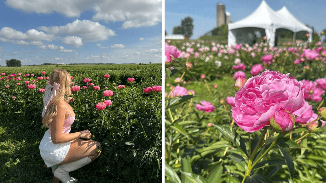 Une personne dans un champ de pivoines. Droite : Le champ de la Pivoinerie de Lili.