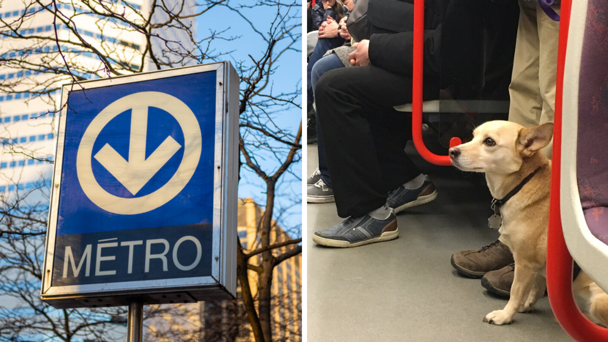 Une pétition de la SPCA pour laisser les chiens prendre le métro à Montréal fait jaser