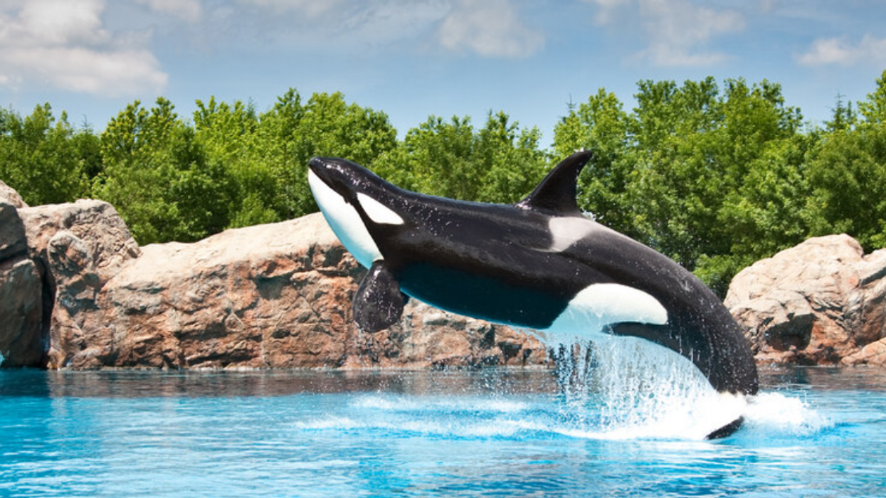 Une pétition pour libérer une orque de Marineland devient virale au Québec